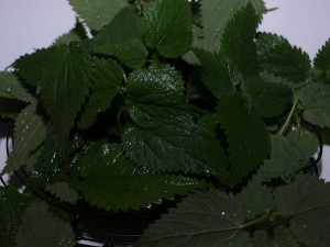pita od zare i krompira